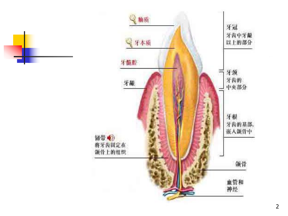 牙髓疾病及治疗方法课件.ppt_第2页