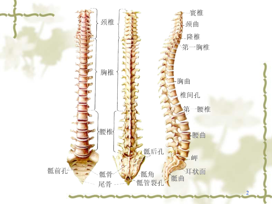 腰椎间盘突出症微创介入治疗4课件.ppt_第2页