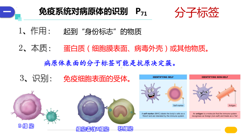 4-2 特异性免疫ppt课件-2022新人教版（2019）《高中生物》选择性必修第一册.pptx_第3页