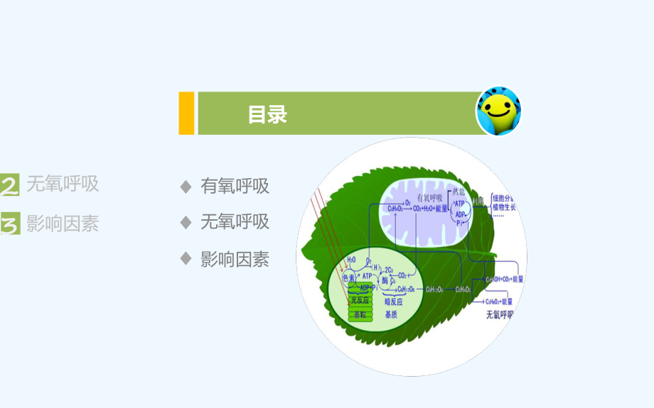 苏教版必修一第四章第三节-细胞呼吸课件.ppt_第2页