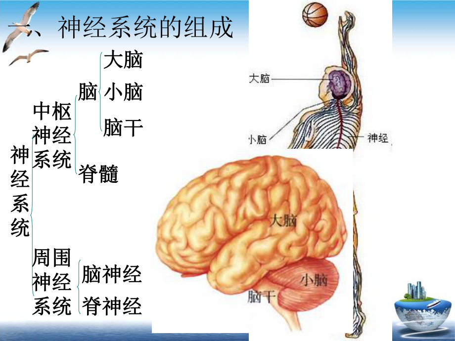 神经系统的组成课件培训讲义.ppt_第3页