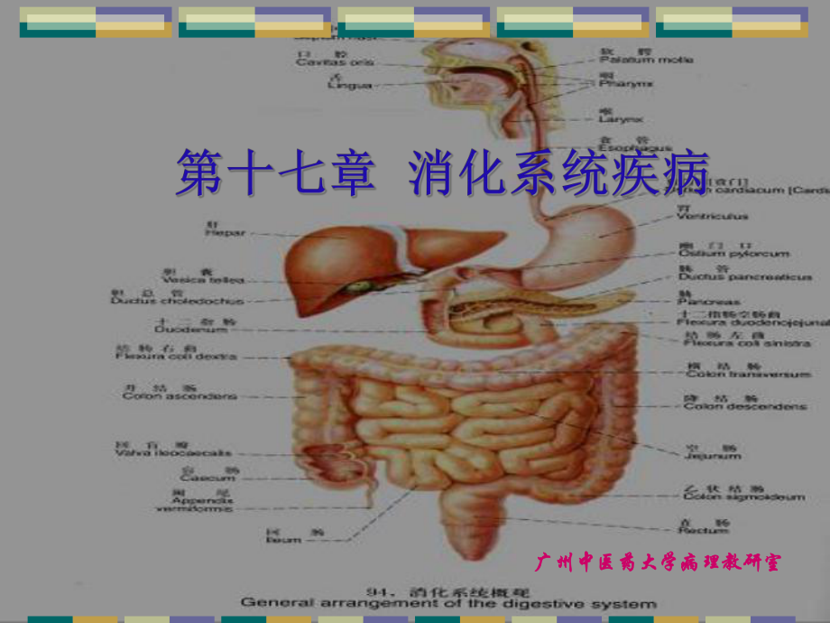 第十七章消化系统疾病课件.pptx_第1页