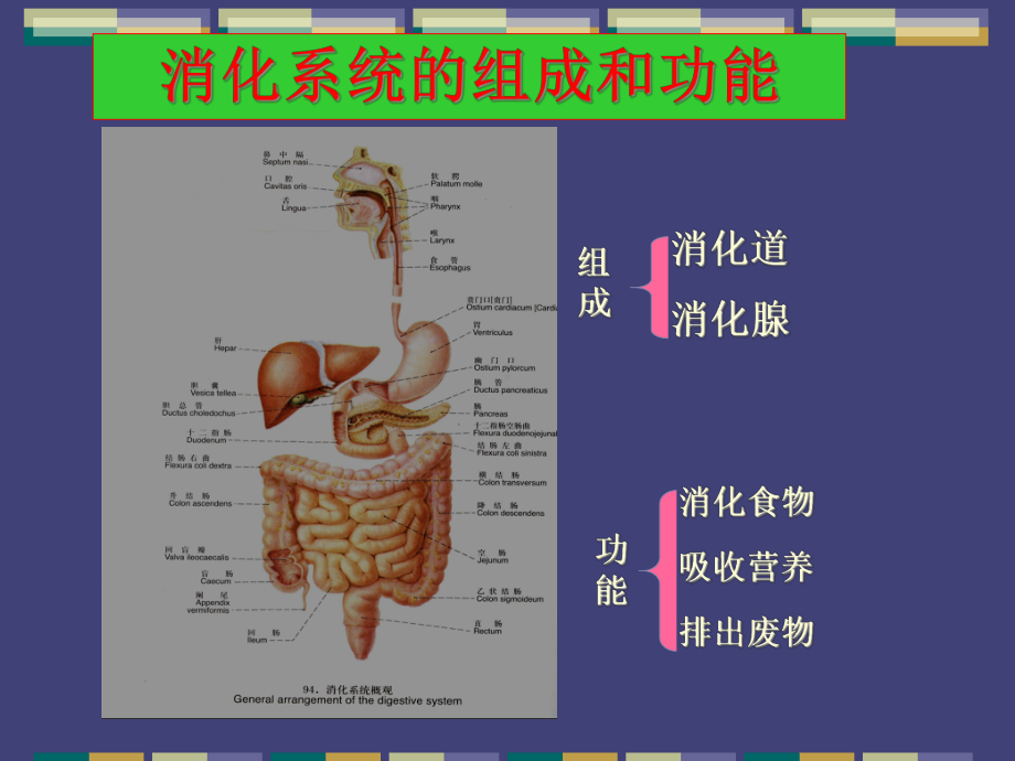 第十七章消化系统疾病课件.pptx_第2页