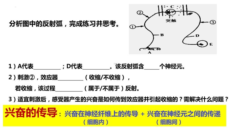 2-3 神经冲动的产生与传导ppt课件-2022新人教版（2019）《高中生物》选择性必修第一册.pptx_第1页