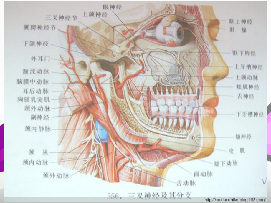 颌面部外伤伴骨盆骨折护理查房课件.pptx_第3页