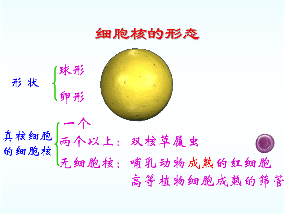 细胞核的结构和功能课件4-人教课标版.ppt_第2页