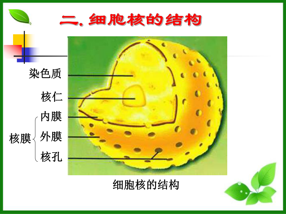 细胞核的结构和功能课件4-人教课标版.ppt_第3页