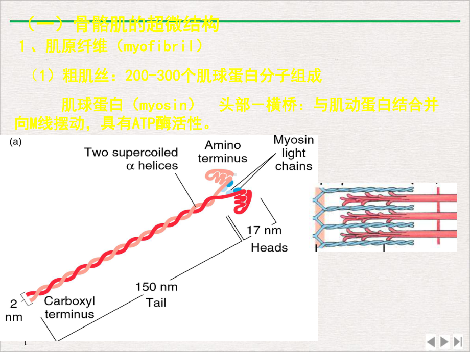 骨骼肌心肌和平滑肌生理教学课件.pptx_第2页