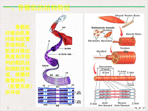 骨骼肌心肌和平滑肌生理教学课件.pptx