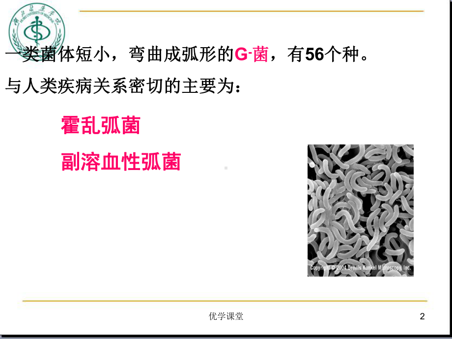 第11章-霍乱弧菌与副溶血性弧菌(教学内容)课件.ppt_第2页