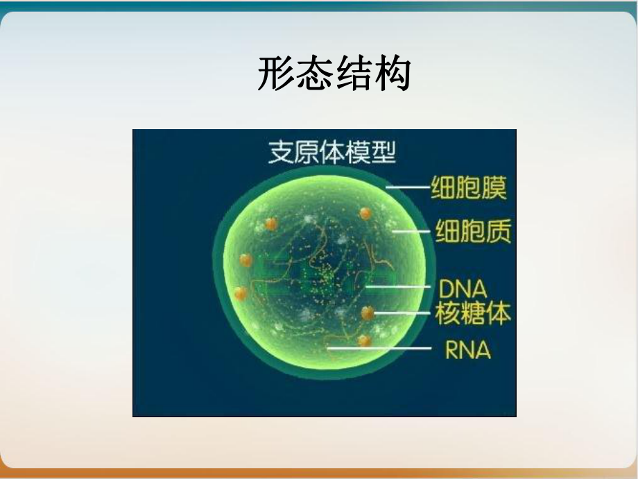 病原生物与免疫学支原体立克次体衣原体螺旋体优质课件.ppt_第3页