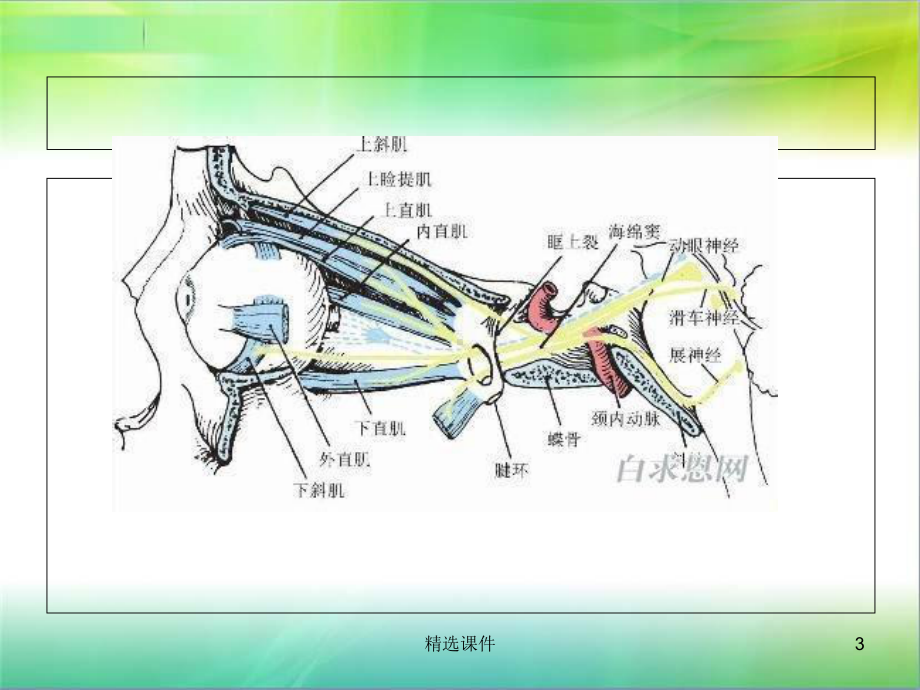 眼外肌纤维化综合征-zx课件.ppt_第3页