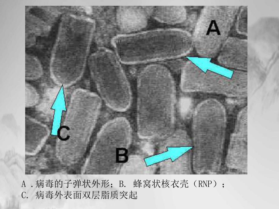 狂犬病的防治课件.pptx_第3页