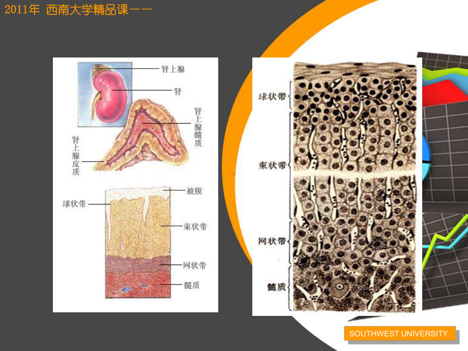 第8章皮质激素类药物药物课件.ppt_第2页