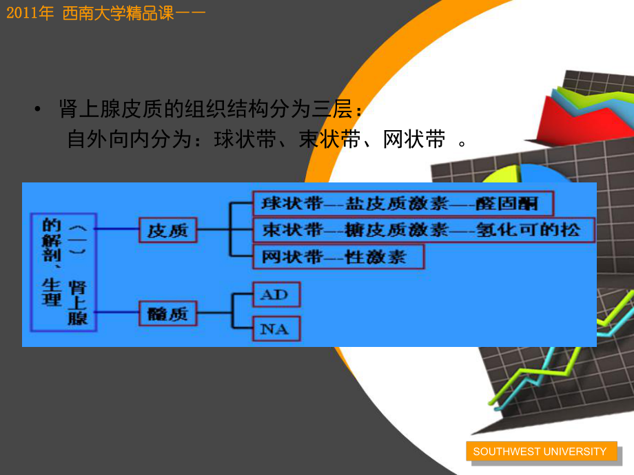 第8章皮质激素类药物药物课件.ppt_第3页