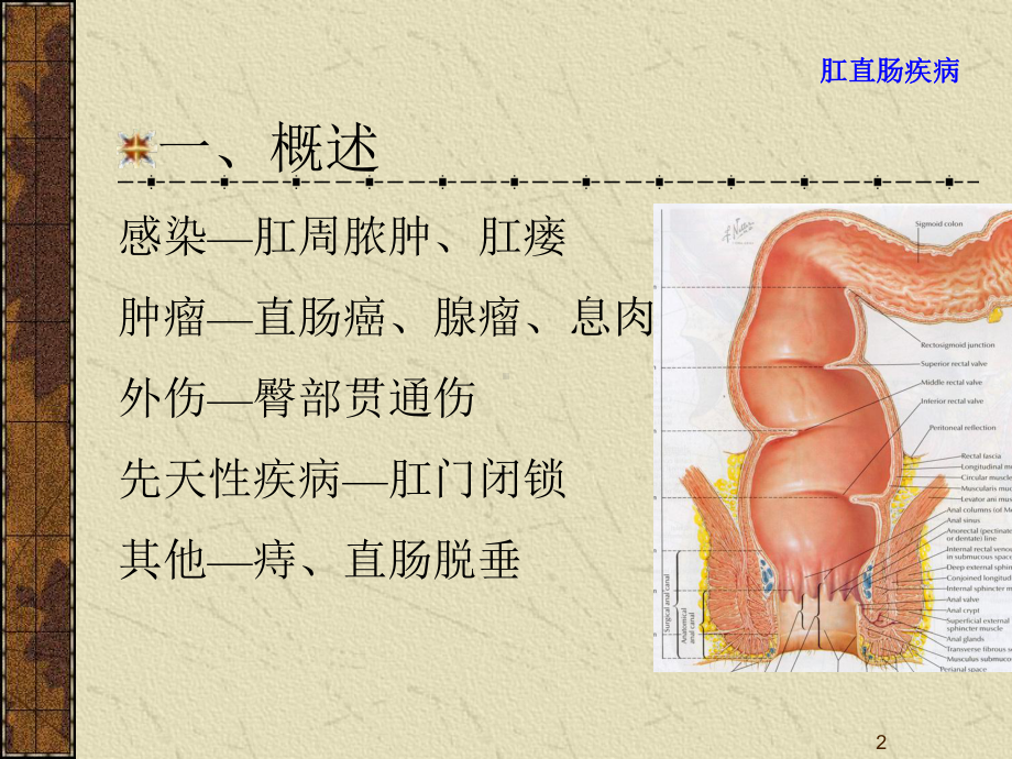 肛直肠疾病课件.ppt_第2页