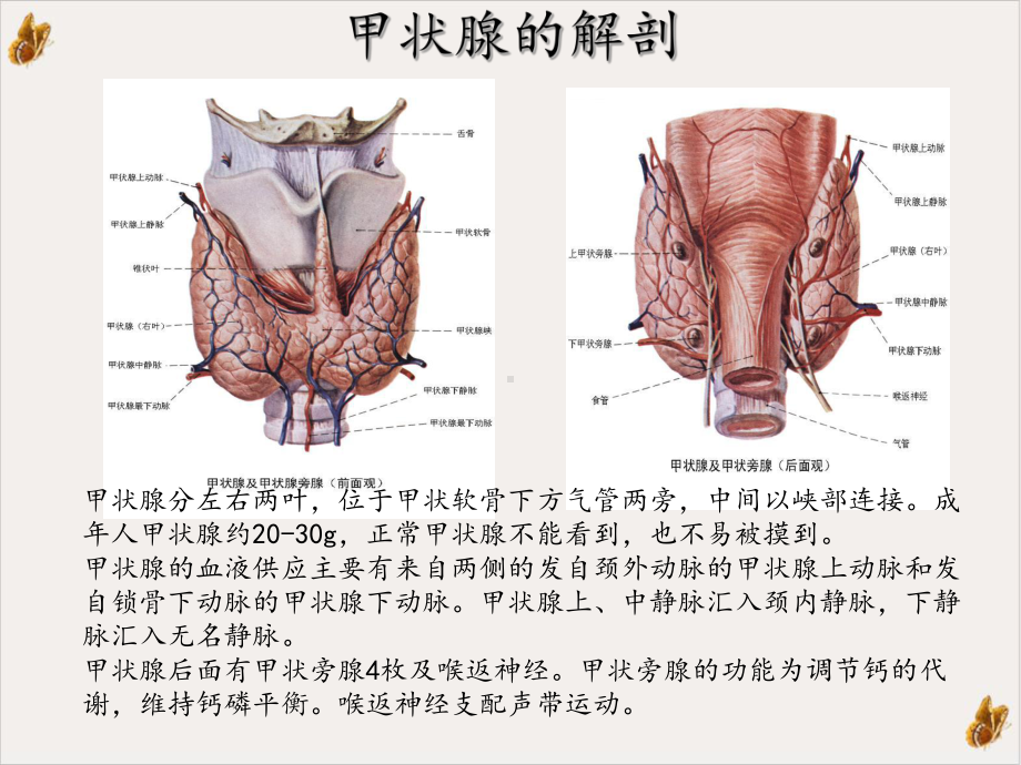 甲状腺峡部解剖图片