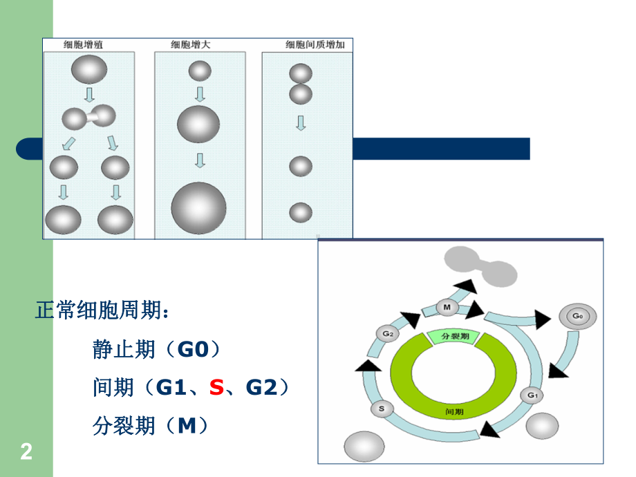 肿瘤及其他细胞增生性疾病的修课件.ppt_第2页