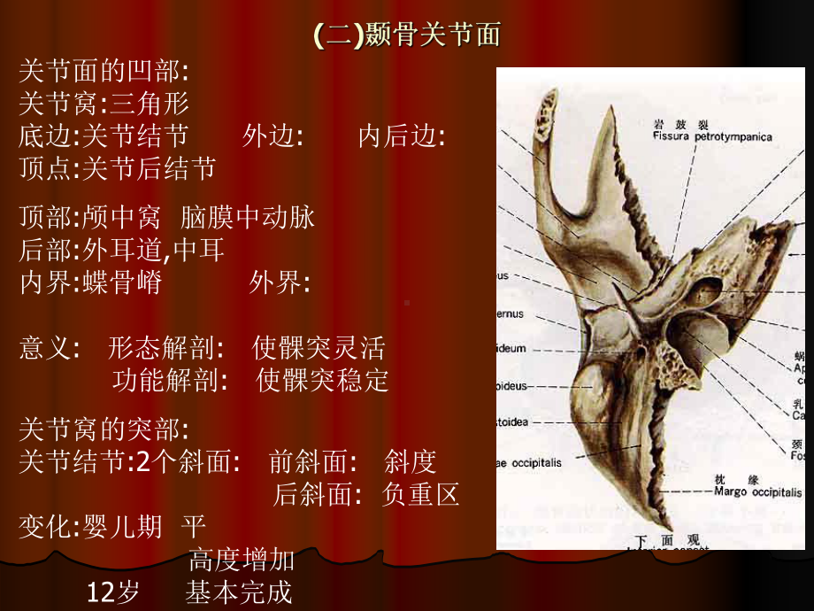 颞下颌关节的毗邻及其临床意义课件.pptx_第1页