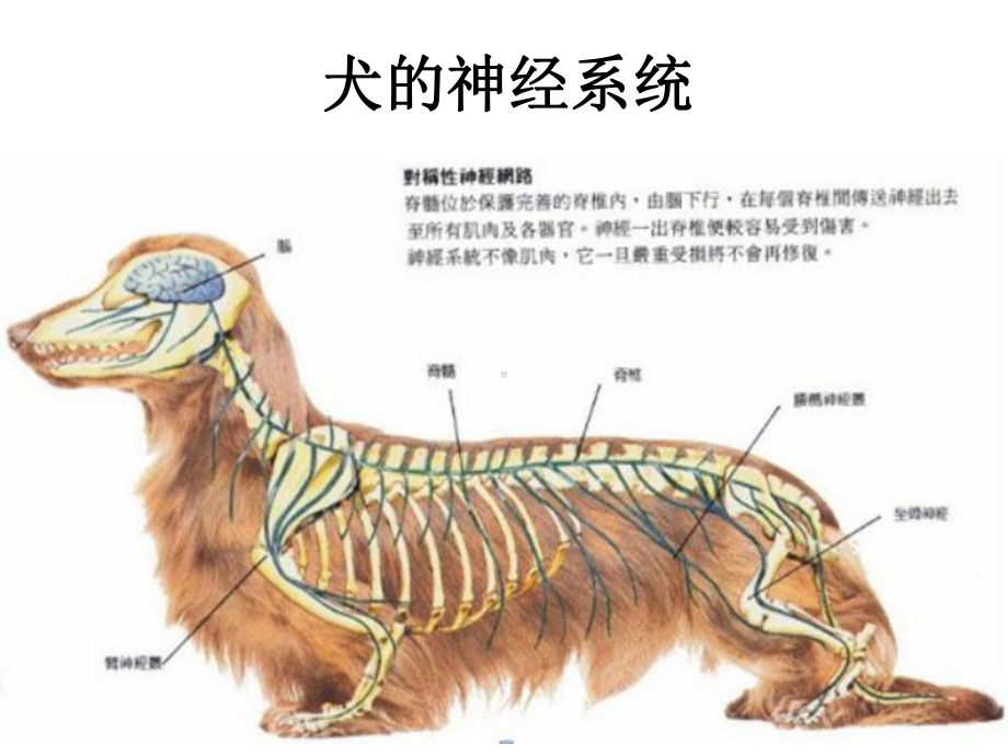 神经系统的检查课件.pptx_第3页