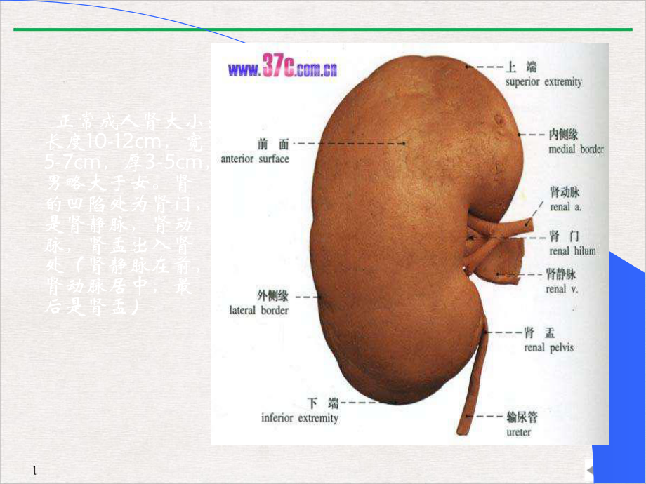 超声诊断章课件.pptx_第2页