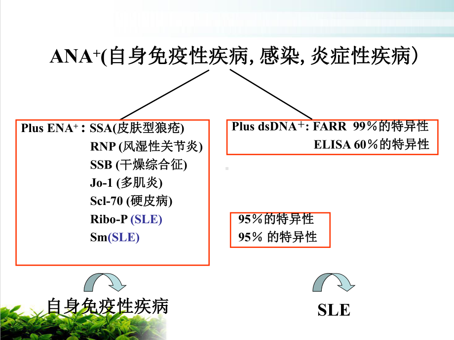 狼疮性肾炎的新观点课件.pptx_第3页