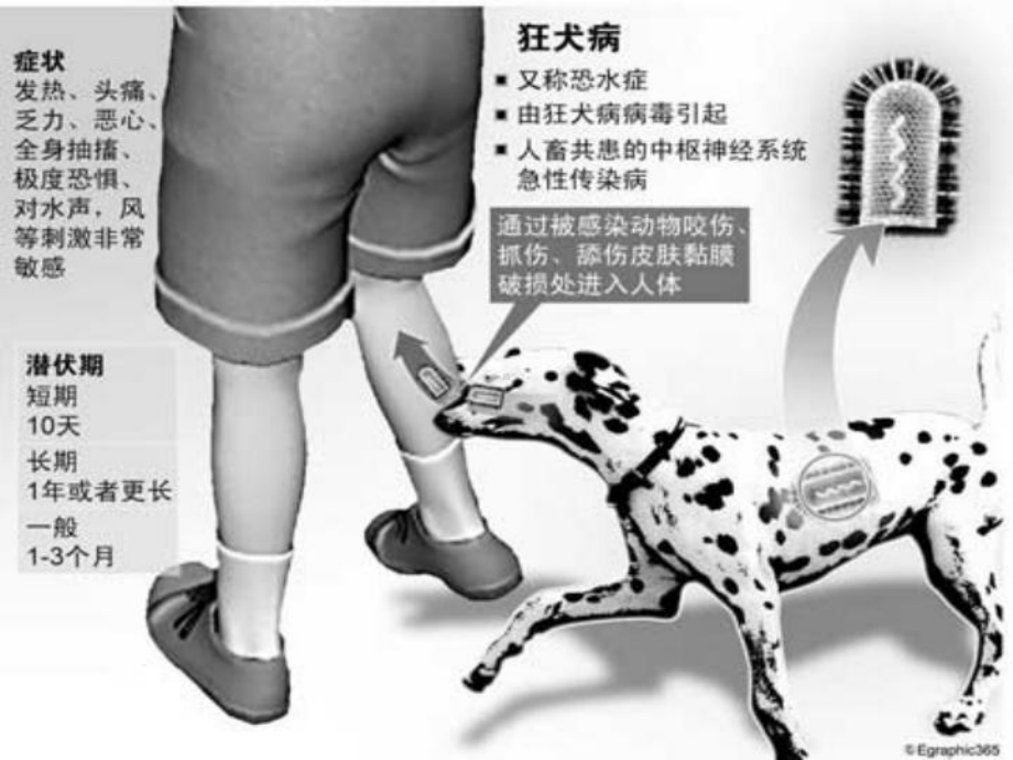 狂犬病暴露解析及伤口处理讲课课件.ppt_第3页