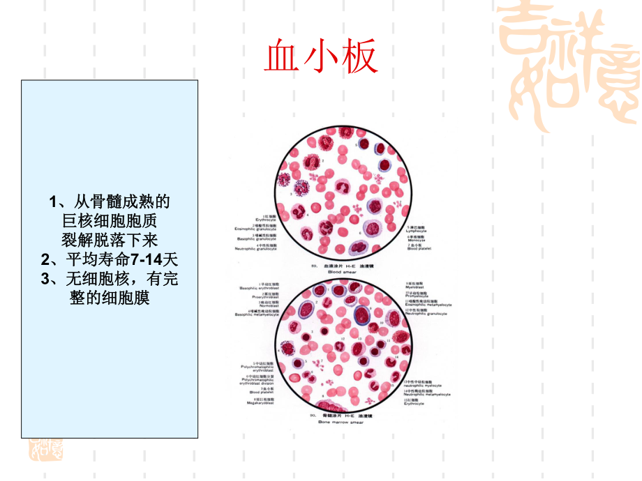 血栓形成过程课件.ppt_第2页