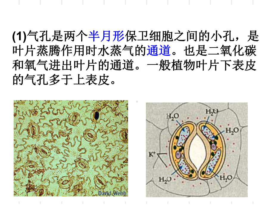 绿色植物的光合呼吸蒸腾作用复习课件济南版.ppt_第2页