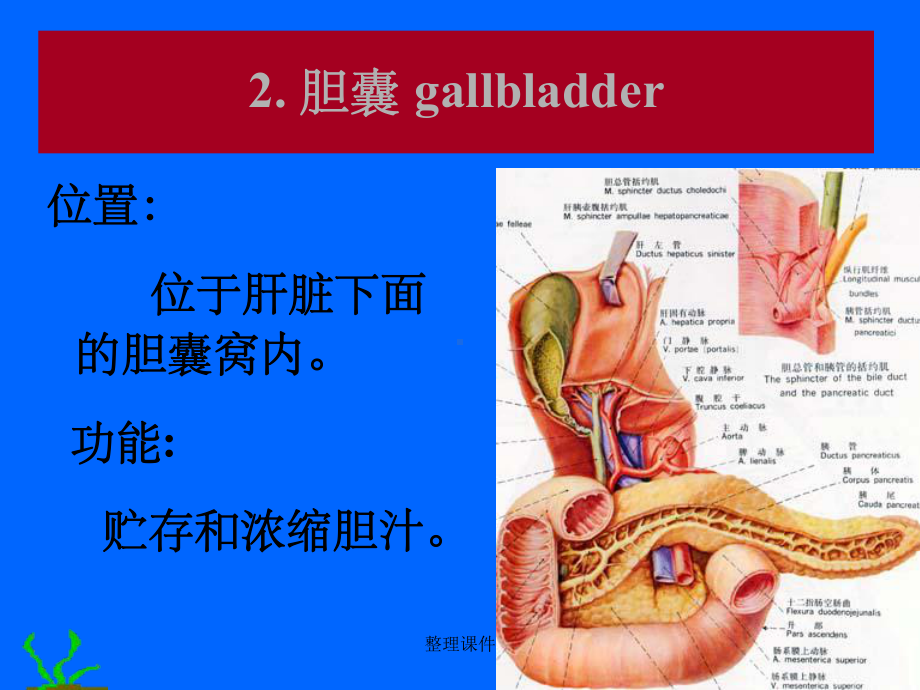 胆道常见疾病课件.ppt_第3页