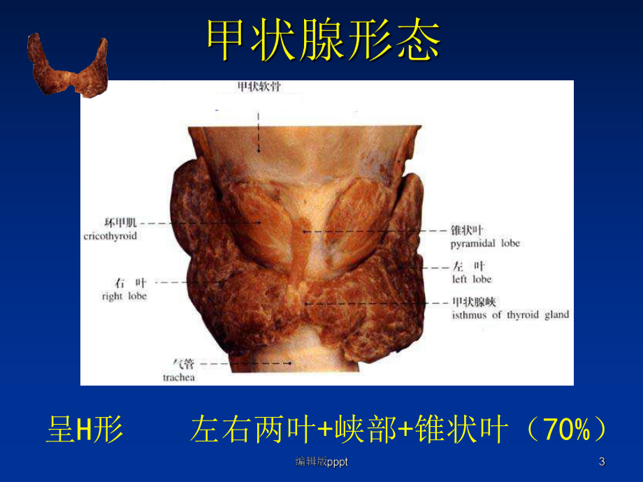 甲状腺基本解剖课件整理.ppt_第3页