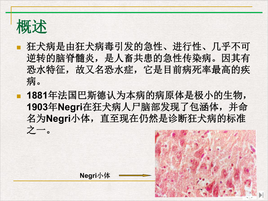 狂犬病讲课稿实用版课件.pptx_第2页