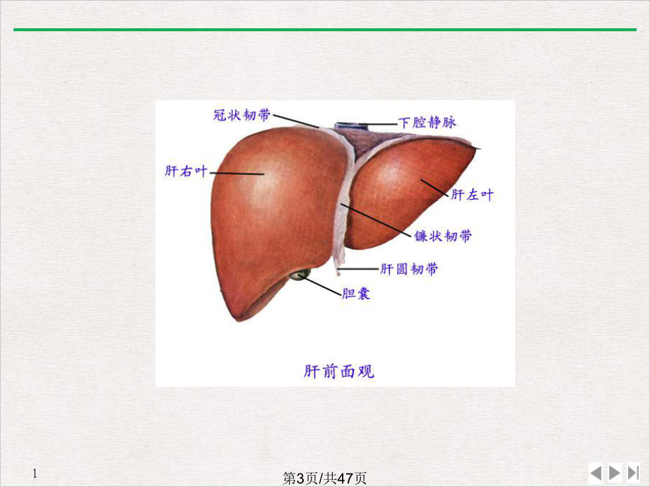 病毒性肝炎件实用版课件.pptx_第2页