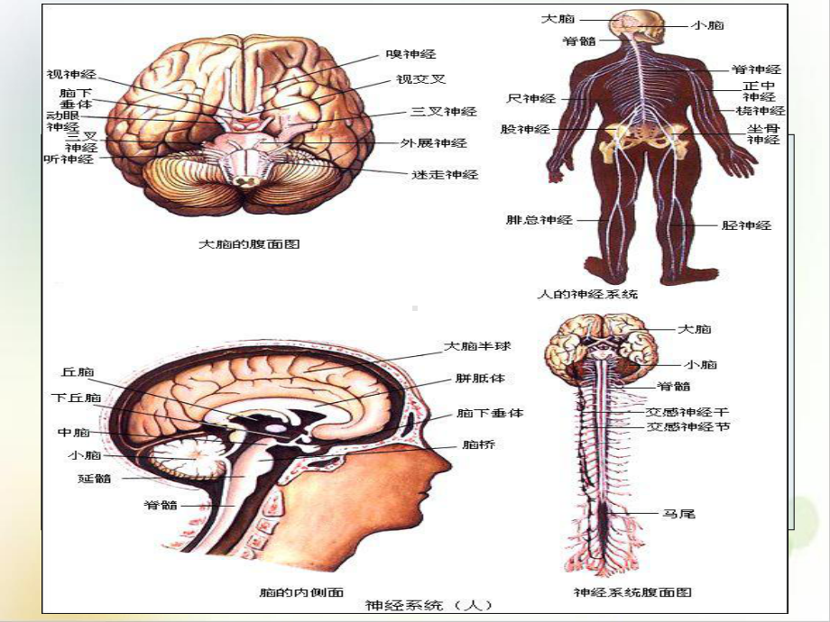 神经系统生理发育传导及部分反射示范课件.ppt_第3页