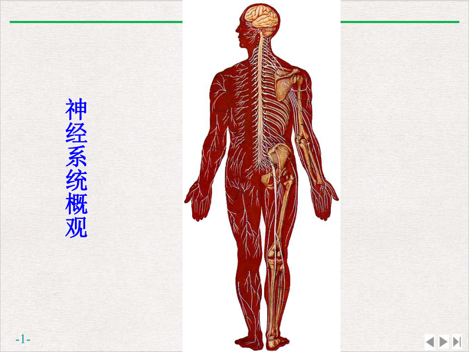 神经系统运动传导路新版课件.pptx_第1页