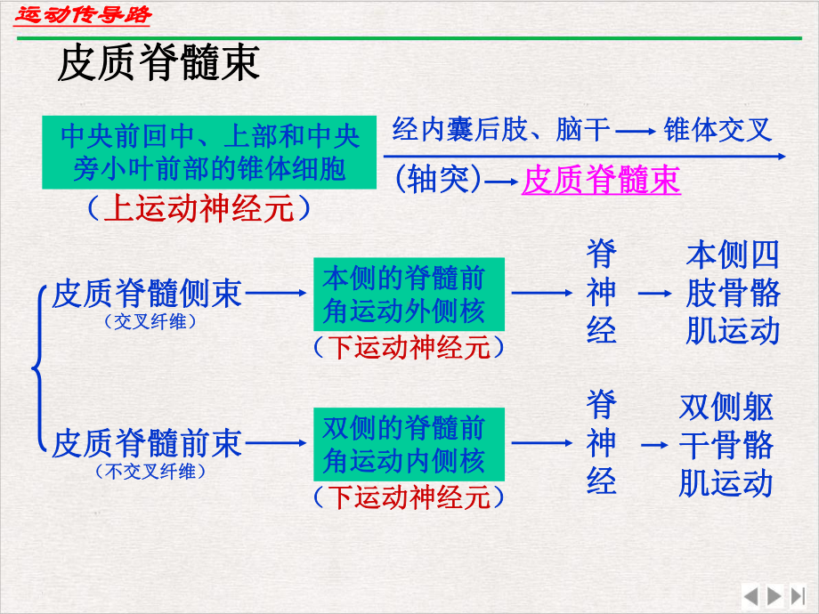 神经系统运动传导路新版课件.pptx_第3页