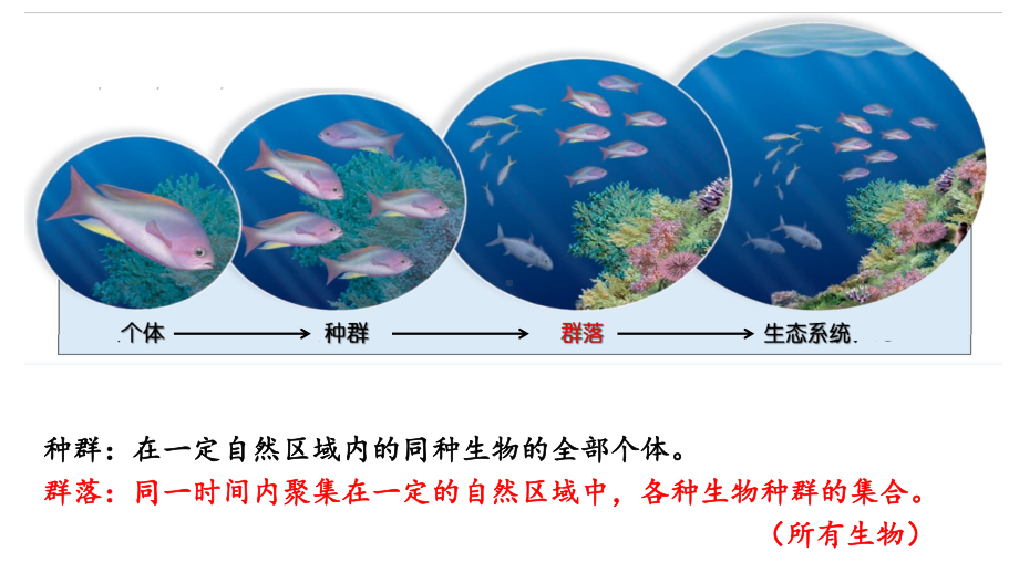 2-1 群落的结构ppt课件-2022新人教版（2019）《高中生物》选择性必修第二册.pptx_第3页