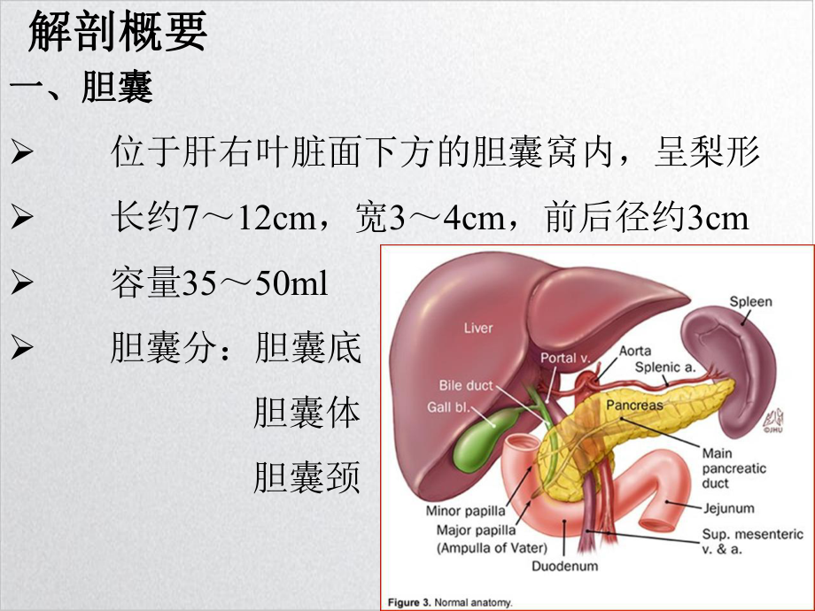 胆囊疾病的超声诊断课件整理.ppt_第2页