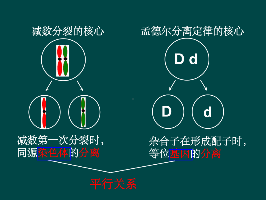 遗传的染色体学说(课件).ppt_第3页