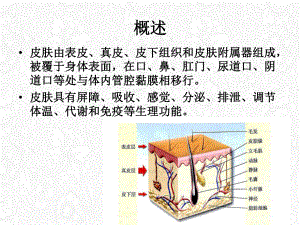 皮肤病的总论课件.pptx