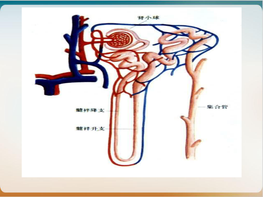 第八肾功能检查课件.ppt_第3页