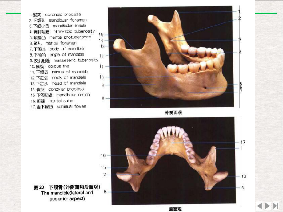 颞颌关节紊乱病的物理治疗课件整理.pptx_第3页