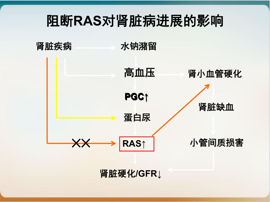 科素亚肾脏保护中的优势优质课件.ppt_第3页