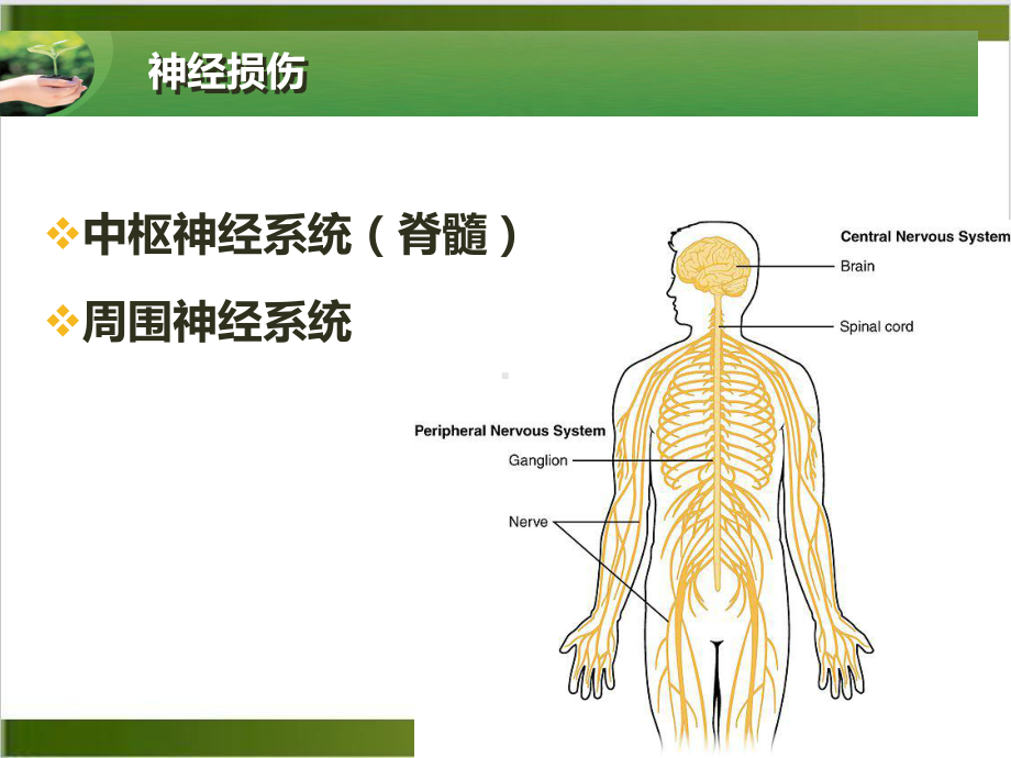 神经生长因子在骨科神经修复再生中的应用及启示课件(同名105).pptx_第1页