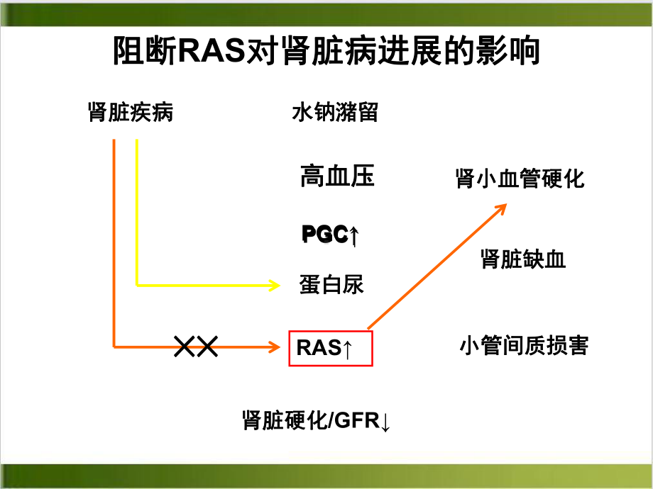 科素亚肾脏保护中的优势优秀案例课件.ppt_第3页