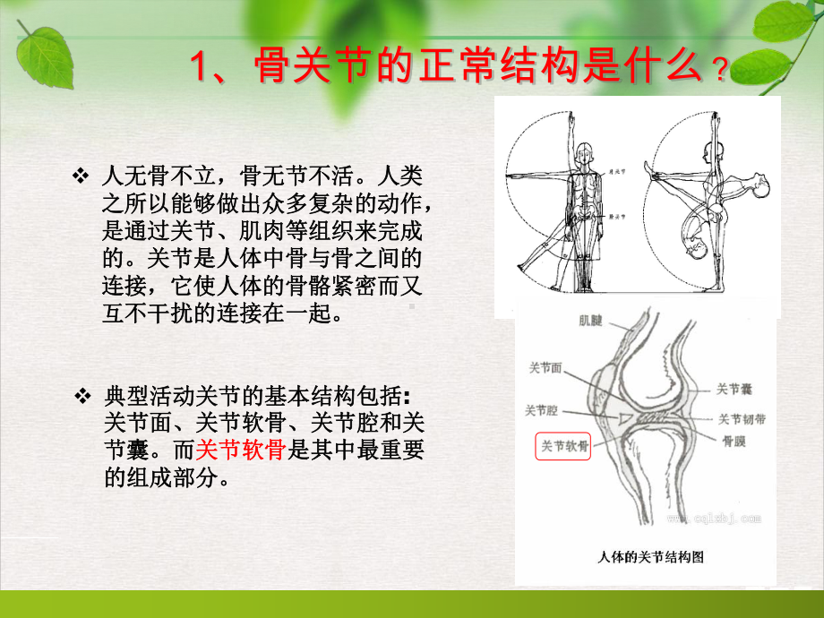 骨关节知识学习手册课件.pptx_第1页