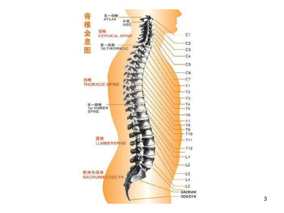 脊柱及椎体解剖图谱课件.ppt_第3页