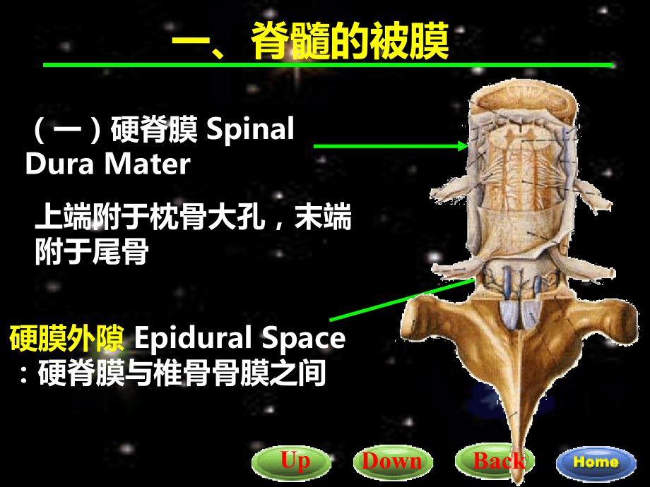 脑和脊髓的背膜血管脑脊液循环内分泌课件.ppt_第2页