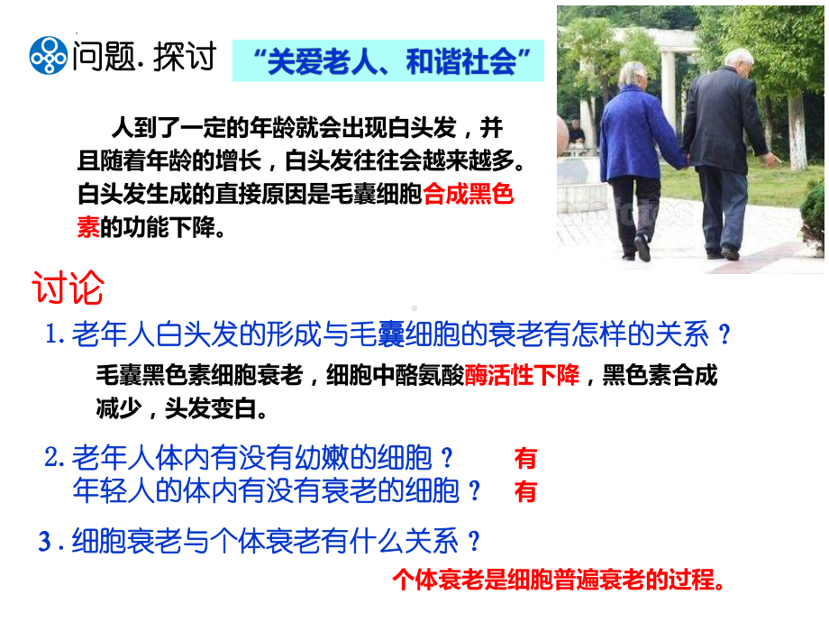 6－3　细胞衰老和死亡ppt课件-2022新人教版（2019）《高中生物》必修第一册.pptx_第3页