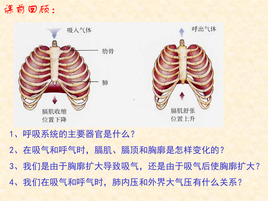 肺泡与血液的气体交换课件.ppt_第2页